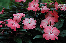 Celebrette Salmon Frost New Guinea Impatiens (Impatiens 'Balcebsafo') at Lakeshore Garden Centres