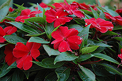 Celebrette Red New Guinea Impatiens (Impatiens 'Balcebredim') at Lakeshore Garden Centres