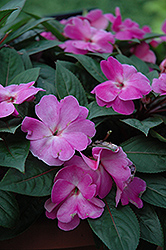 Celebrette Orchid New Guinea Impatiens (Impatiens 'Celebrette Orchid') at Lakeshore Garden Centres
