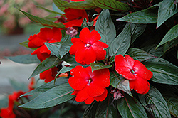 Celebrette Orange Crush New Guinea Impatiens (Impatiens 'balceborushi') at Lakeshore Garden Centres