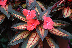 Celebrette Light Coral New Guinea Impatiens (Impatiens 'Balceblico') at Lakeshore Garden Centres