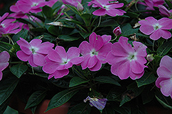 Celebrette Lavender New Guinea Impatiens (Impatiens 'Celebrette Lavender') at Lakeshore Garden Centres