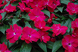Celebrette Hot Rose New Guinea Impatiens (Impatiens 'Celebrette Hot Rose') at Lakeshore Garden Centres
