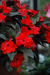Celebrette Bonfire Orange New Guinea Impatiens (Impatiens 'Balcelbono') at Lakeshore Garden Centres