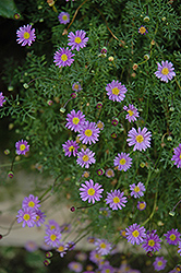 Amethyst Brachyscome (Brachyscome 'Amethyst') at Lakeshore Garden Centres