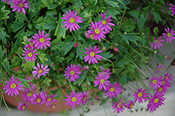 Radiant Magenta Brachyscome (Brachyscome 'Cherish') at Lakeshore Garden Centres