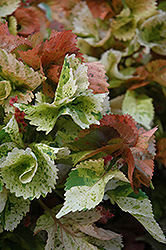 Peach Whirl Copper Plant (Acalypha wilkesiana 'Peach Whirl') at Lakeshore Garden Centres