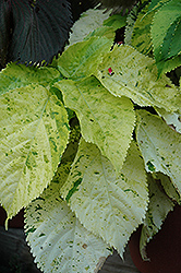 Tropical Tempest Copper Plant (Acalypha wilkesiana 'Tropical Tempest') at Lakeshore Garden Centres