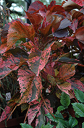 Mosaica Acalypha (Acalypha wilkesiana 'Mosaica') at Lakeshore Garden Centres