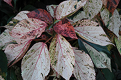 Jacob's Coat (Acalypha wilkesiana) at Lakeshore Garden Centres