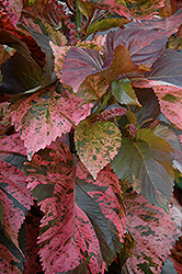 Beyond Paradise Copperleaf (Acalypha wilkesiana 'Beyond Paradise') at Lakeshore Garden Centres