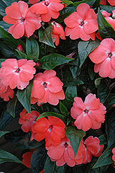 Celebration Tropical Peach New Guinea Impatiens (Impatiens hawkeri 'Balceltrop') at Lakeshore Garden Centres