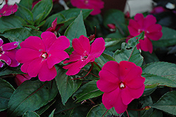 Celebration Sangria New Guinea Impatiens (Impatiens hawkeri 'Celebration Sangria') at Lakeshore Garden Centres