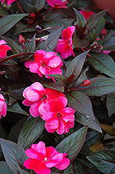 Celebration Rose Star New Guinea Impatiens (Impatiens hawkeri 'Balcelrost') at Lakeshore Garden Centres