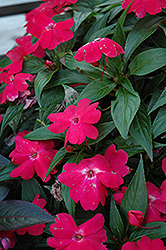 Celebration Rose New Guinea Impatiens (Impatiens hawkeri 'Celebration Rose') at Lakeshore Garden Centres