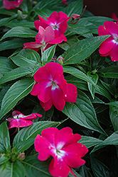 Celebration Raspberry Rose New Guinea Impatiens (Impatiens hawkeri 'Celebration Raspberry Rose') at Lakeshore Garden Centres