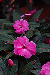 Celebration Pink New Guinea Impatiens (Impatiens hawkeri 'Balcelimpik') at Lakeshore Garden Centres