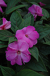 Celebration Lavender Glow New Guinea Impatiens (Impatiens hawkeri 'Balcelavgo') at Lakeshore Garden Centres