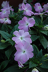 Celebration Icy Blue New Guinea Impatiens (Impatiens hawkeri 'Balcebibu') at Lakeshore Garden Centres