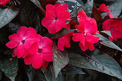 Celebration Electric Rose New Guinea Impatiens (Impatiens hawkeri 'Balcelelro') at Lakeshore Garden Centres