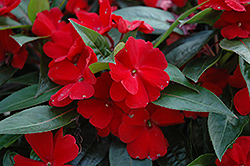 Celebration Deep Red New Guinea Impatiens (Impatiens hawkeri 'BFP-523 Deep Red') at Lakeshore Garden Centres