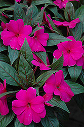 Magnum Blue New Guinea Impatiens (Impatiens 'Magnum Blue') at Lakeshore Garden Centres