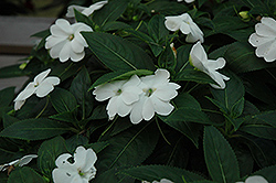 ColorPower White New Guinea Impatiens (Impatiens hawkeri 'KLENI21180') at Lakeshore Garden Centres