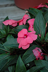 ColorPower Salmon Pink New Guinea Impatiens (Impatiens hawkeri 'KLENI07088') at Lakeshore Garden Centres