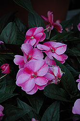 ColorPower Lavender Flame New Guinea Impatiens (Impatiens hawkeri 'KLEI02058') at Lakeshore Garden Centres