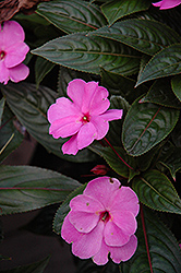 ColorPower Lavender New Guinea Impatiens (Impatiens hawkeri 'ColorPower Lavender') at Lakeshore Garden Centres