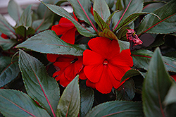 ColorPower Fire New Guinea Impatiens (Impatiens hawkeri 'ColorPower Fire') at Lakeshore Garden Centres