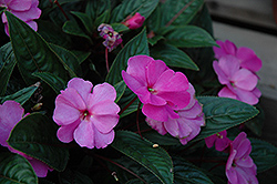 ColorPower Dark Pink New Guinea Impatiens (Impatiens hawkeri 'ColorPower Dark Pink') at Lakeshore Garden Centres
