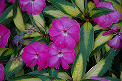 Strike Orchid New Guinea Impatiens (Impatiens hawkeri 'Strike Orchid') at Lakeshore Garden Centres