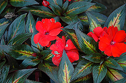 Strike Orange New Guinea Impatiens (Impatiens hawkeri 'Strike Orange') at Lakeshore Garden Centres