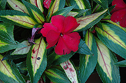 Strike Plum New Guinea Impatiens (Impatiens hawkeri 'Strike Plum') at Lakeshore Garden Centres