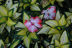 Strike Salmon New Guinea Impatiens (Impatiens hawkeri 'Strike Salmon') at Lakeshore Garden Centres