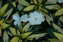 Strike White New Guinea Impatiens (Impatiens hawkeri 'Strike White') at Lakeshore Garden Centres