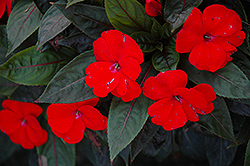 Petticoat Allegro New Guinea Impatiens (Impatiens 'Petticoat Allegro') at Lakeshore Garden Centres