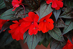 Harmony Orange Red New Guinea Impatiens (Impatiens hawkeri 'Harmony Orange Red') at A Very Successful Garden Center