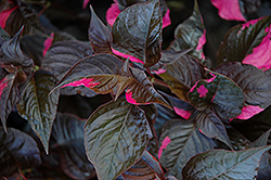 Raspberry Rum Alternanthera (Alternanthera ficoidea 'Raspberry Rum') at Lakeshore Garden Centres