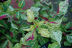 Mai Tai Alternanthera (Alternanthera ficoidea 'Mai Tai') at Lakeshore Garden Centres