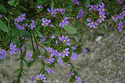 New Wonder Fan Flower (Scaevola aemula 'New Wonder') at Lakeshore Garden Centres