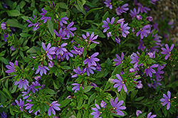 Bombay Dark Blue Fan Flower (Scaevola aemula 'Bombay Dark Blue') at Lakeshore Garden Centres