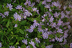 Bombay Lavender Fan Flower (Scaevola aemula 'Bombay Lavender') at Lakeshore Garden Centres