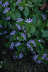 Surdiva Light Blue Fan Flower (Scaevola aemula 'Surdiva Light Blue') at Lakeshore Garden Centres