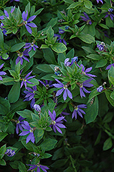 Outback Purple Fan Fan Flower (Scaevola aemula 'Outback Purple Fan') at Lakeshore Garden Centres
