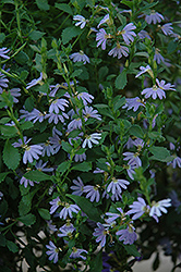 Blue Ribbon Fan Flower (Scaevola aemula 'Blue Ribbon') at Lakeshore Garden Centres