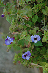Lovely Blue Torenia (Torenia 'Lovely Blue') at Lakeshore Garden Centres