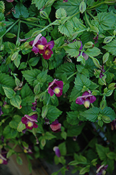 Lovely Magenta Torenia (Torenia 'Lovely Magenta') at Lakeshore Garden Centres