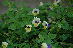 Lovely Yellow Torenia (Torenia 'Lovely Yellow') at Lakeshore Garden Centres